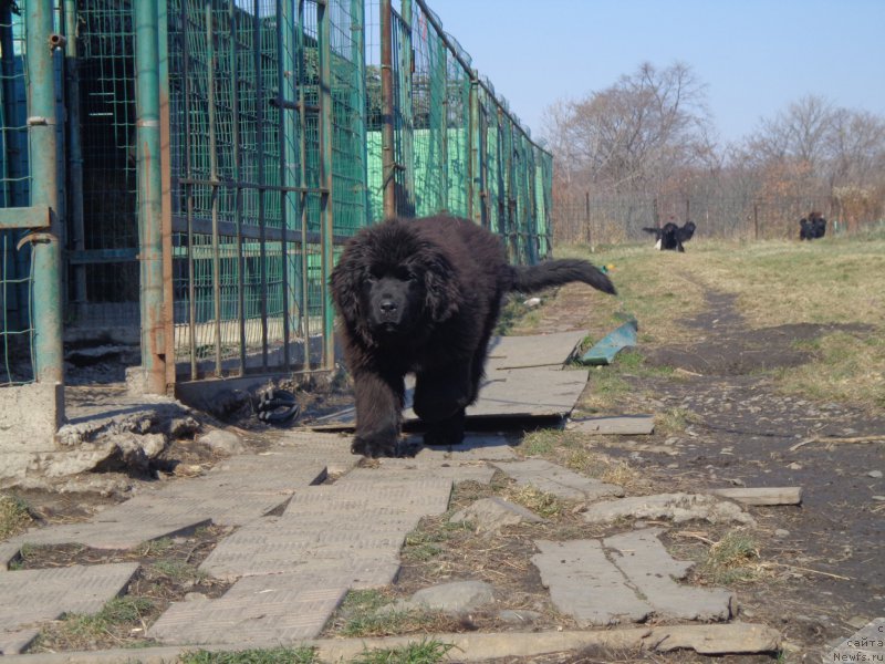 Фото: ньюфаундленд Супер Премиум Уолт Диснеу