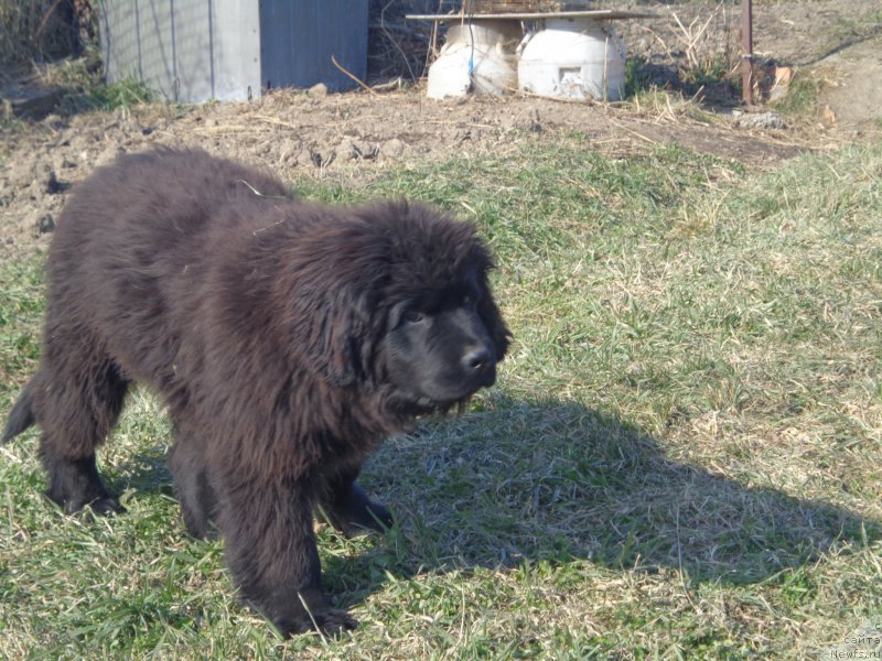 Фото: ньюфаундленд Супер Премиум Уолт Диснеу