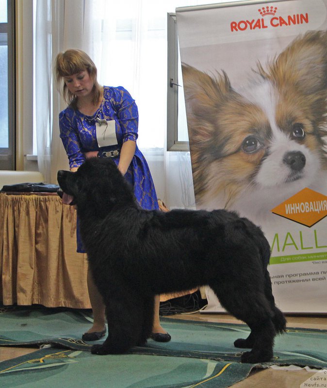 Фото: ньюфаундленд Фиаметтахауз Факт Фаворит (Fiamettahauz Fakt Favorit)