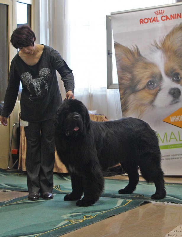 Фото: ньюфаундленд Хуодэ Шень Аристотель (Huode Shen Aristotel)