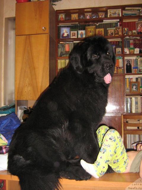 Фото: ньюфаундленд Айвенго Вива Дженис (Ayvengo Viva Jeniz)