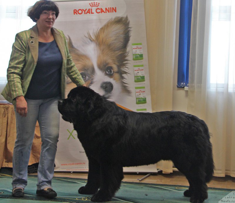 Фото: ньюфаундленд Радомир из Племени Кедра