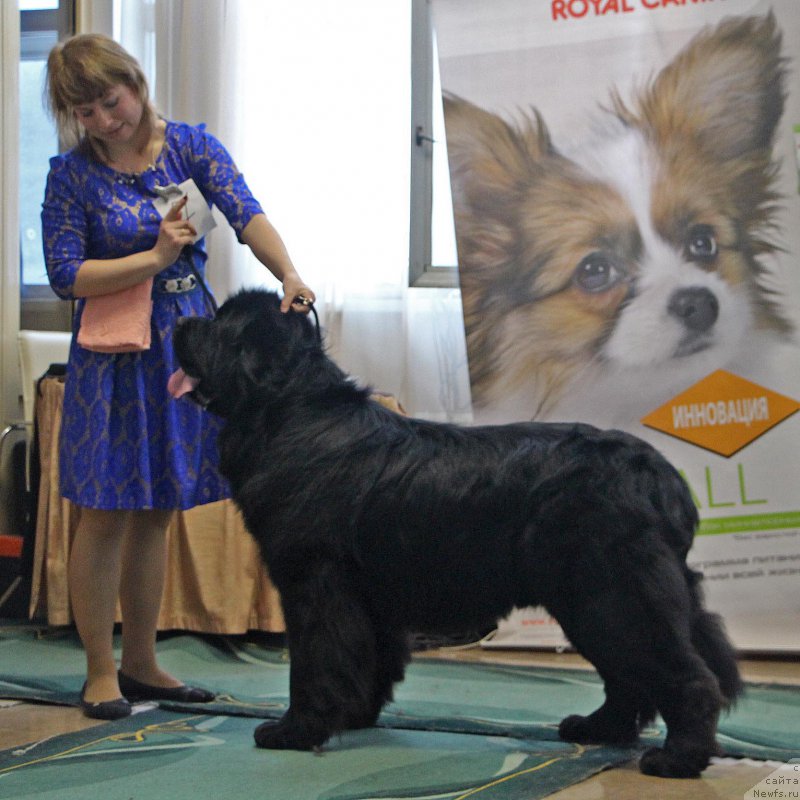 Фото: ньюфаундленд Супер Премиум Лиллихаммер (Super Premium Lillihamer)