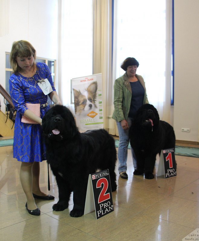 Фото: ньюфаундленд Супер Премиум Лиллихаммер (Super Premium Lillihamer), ньюфаундленд Радомир из Племени Кедра