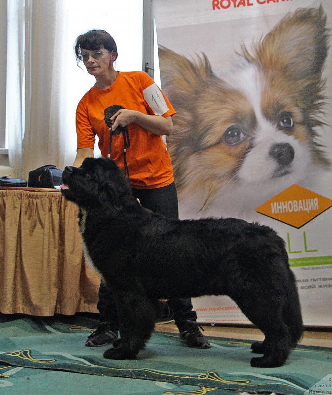 Фото: ньюфаундленд Хуодэ Шень Афина (Huode Shen Afina)
