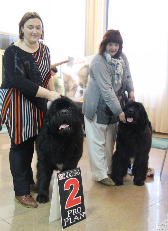 Фото: ньюфаундленд Русалочка из Племени Кедра (Rusalochka iz Plemeni Kedra), ньюфаундленд Ютландия от Сибирского Медведя (Yutlandia ot Sibirskogo Medvedja)