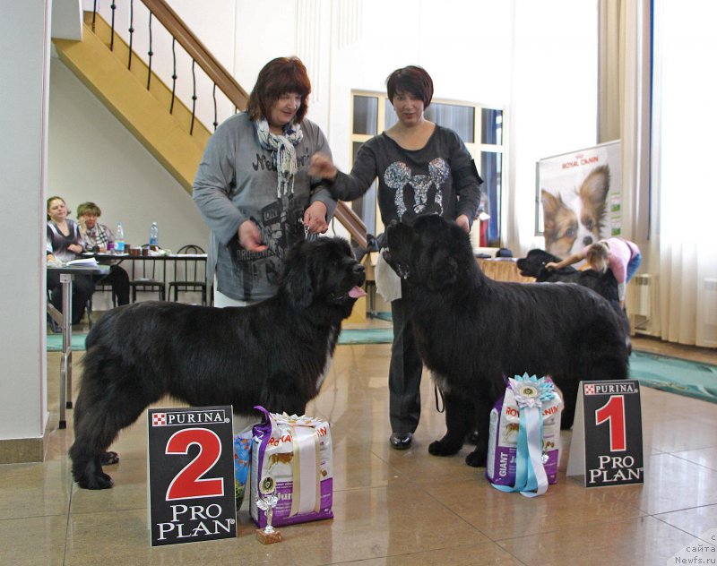 Фото: ньюфаундленд Девица Красавица от Сибирского Медведя (Devitsa Krasavitsa ot Sibirskogo Medvedja), ньюфаундленд Хуодэ Шень Аристотель (Huode Shen Aristotel)