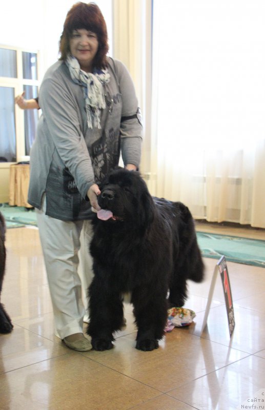 Фото: ньюфаундленд Ютландия от Сибирского Медведя (Yutlandia ot Sibirskogo Medvedja)