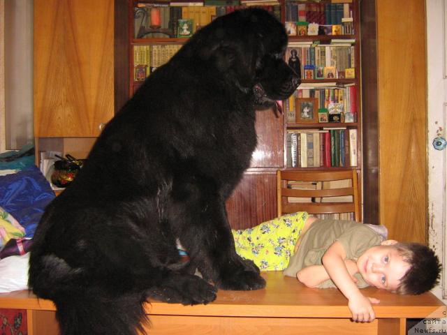 Фото: ньюфаундленд Айвенго Вива Дженис (Ayvengo Viva Jeniz)