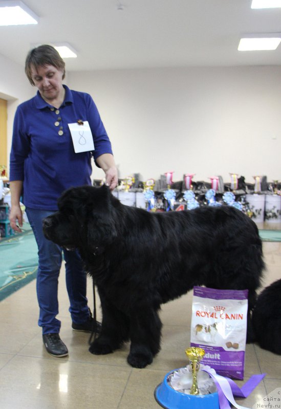 Фото: ньюфаундленд Шон О'Коннори Агент 007 (Shon O'Konnori Agent 007)