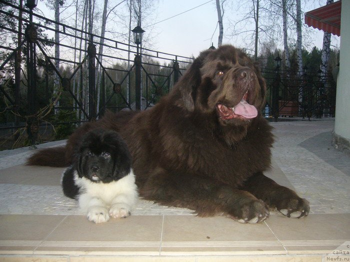 Фото: ньюфаундленд Newf Mermaid Denver, ньюфаундленд Супер Премиум Жодо Феролли (Super Premium Zhodo Ferolli)