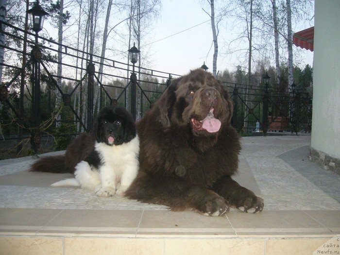 Фото: ньюфаундленд Newf Mermaid Denver, ньюфаундленд Супер Премиум Жодо Феролли (Super Premium Zhodo Ferolli)