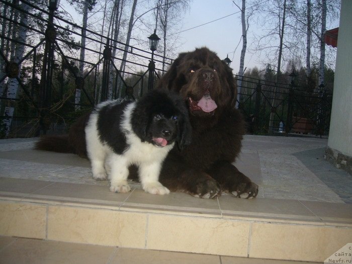 Фото: ньюфаундленд Newf Mermaid Denver, ньюфаундленд Супер Премиум Жодо Феролли (Super Premium Zhodo Ferolli)