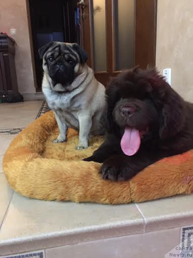 Фото: ньюфаундленд Супер Бизон Отис Тобиас, и мопс Потап РОМАРИО РОССИ