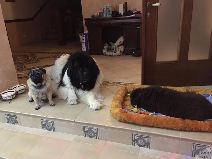 Фотография № 196663