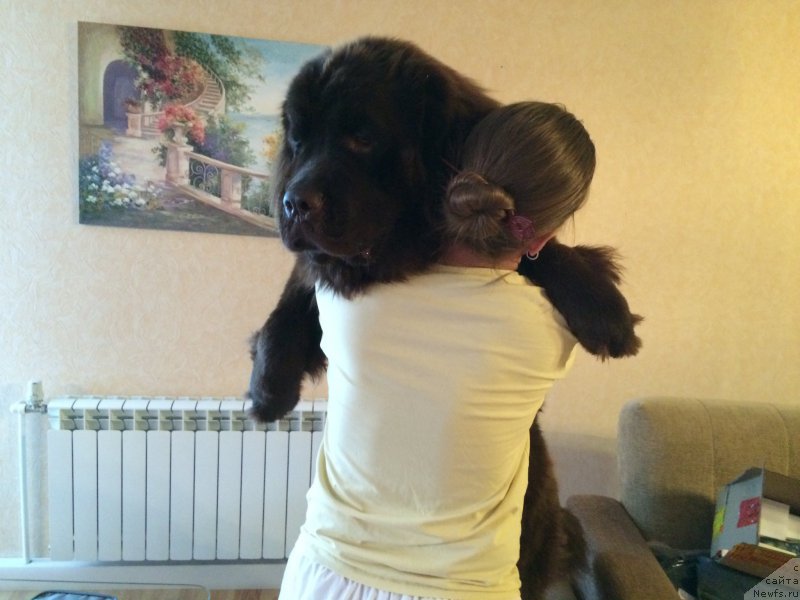 Фото: ньюфаундленд Ньюфорт Васаби, Татьяна Розанова