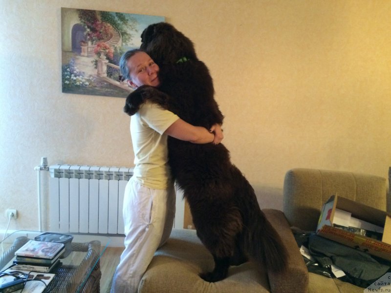 Фото: ньюфаундленд Ньюфорт Васаби, Татьяна Розанова