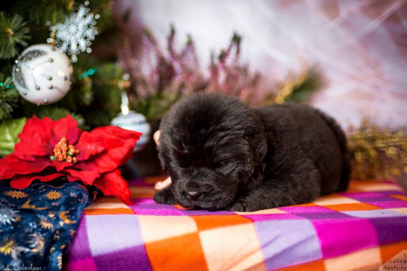 Фотография № 196670