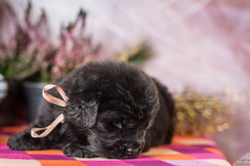 Фото: ньюфаундленд Смигар Бэст Ригадз (Smigar Best Regards)