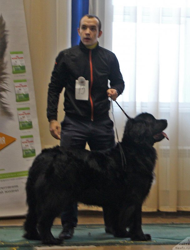 Фото: ньюфаундленд Томская Тайга из Тихого Омута