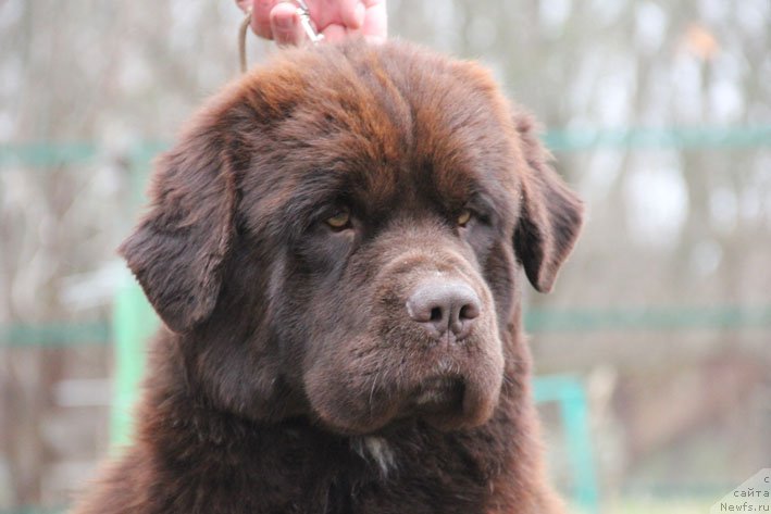 Фото: ньюфаундленд Госпожа Удача с Берега Дона (Gospozha Udacha s Berega Dona)