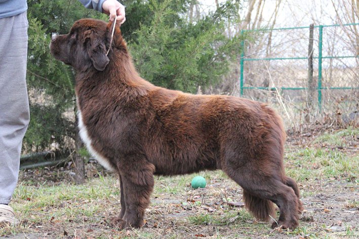 Фото: ньюфаундленд Госпожа Удача с Берега Дона (Gospozha Udacha s Berega Dona)