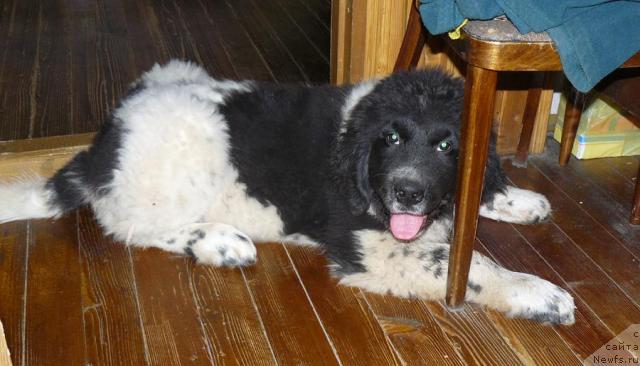 Фото: ньюфаундленд Пчёлкин Дом Буревестник