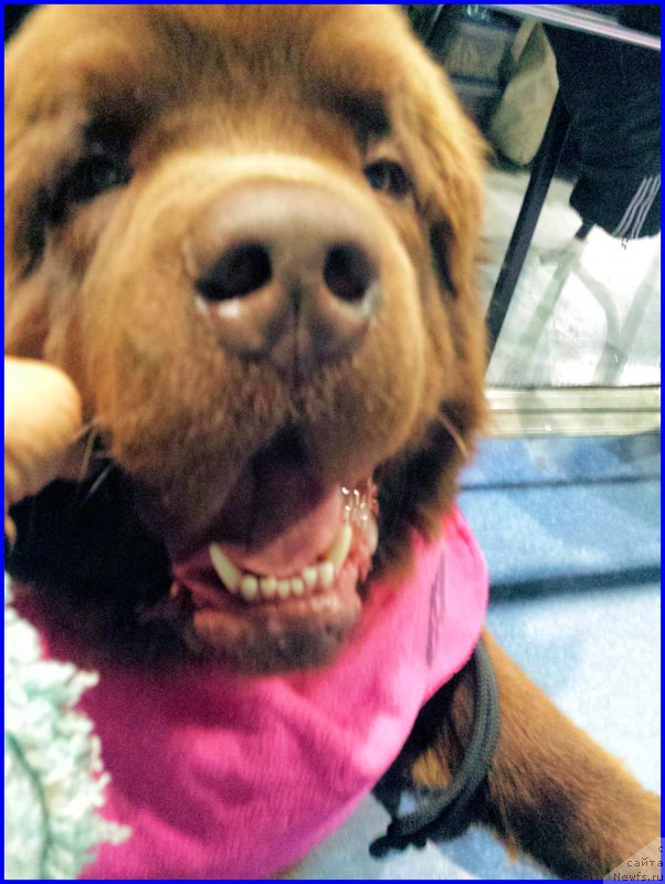 Фотография № 196686