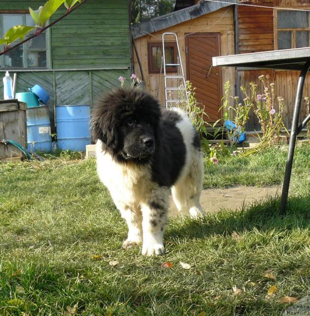Фото: ньюфаундленд Пчёлкин Дом Белый Орёл (Pchiolkin Dom Bely Oriol)