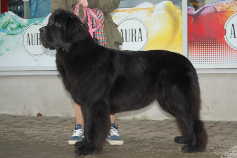 Фото: ньюфаундленд Мерседес Вялiкi Мядзведзь (Mercedes Vialiki Miadzvedz)