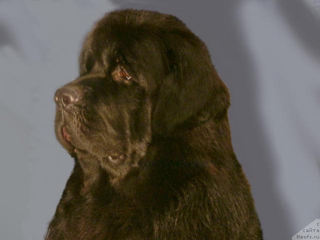 Фото: ньюфаундленд Виват Вялiкi Мядзведзь (Vivat Vialiki Miadzvedz)