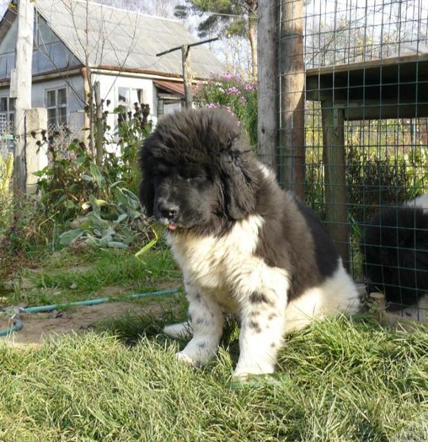 Фото: ньюфаундленд Пчёлкин Дом Белый Орёл (Pchiolkin Dom Bely Oriol)