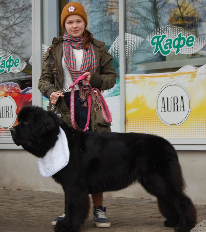 Фото: ньюфаундленд Мерседес Вялiкi Мядзведзь (Mercedes Vialiki Miadzvedz), Мария Шмелева