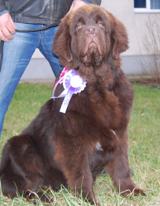 Фото: ньюфаундленд Браунблад МСК Жани Ошер (Brownblood MSK Zhani Osher)