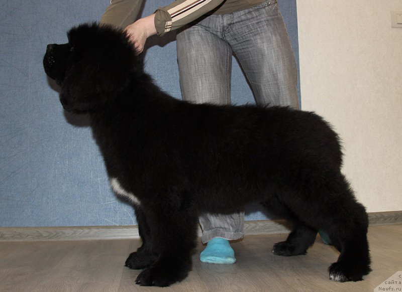 Фотография № 196704