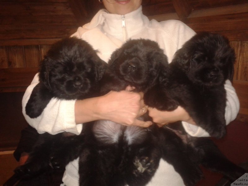 Фото: [p3547]
дети, ньюфаундленд Калина Красная из Антаграда