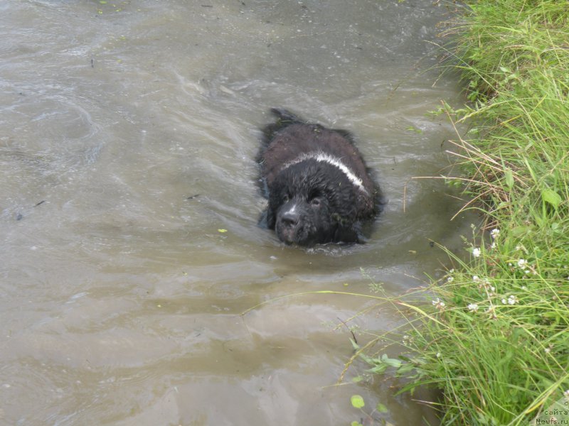 Фото: ньюфаундленд Питерньюф Бриджестоун (Piternyuf Bridgestone)