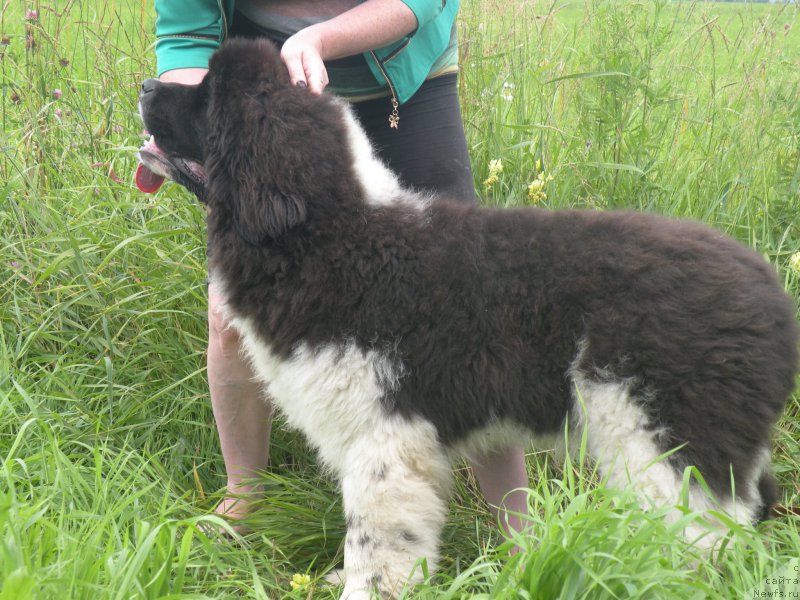 Фото: ньюфаундленд Питерньюф Бриджестоун (Piternyuf Bridgestone)