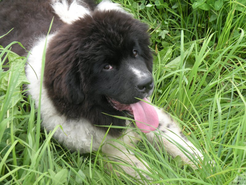 Фото: ньюфаундленд Питерньюф Бриджестоун (Piternyuf Bridgestone)