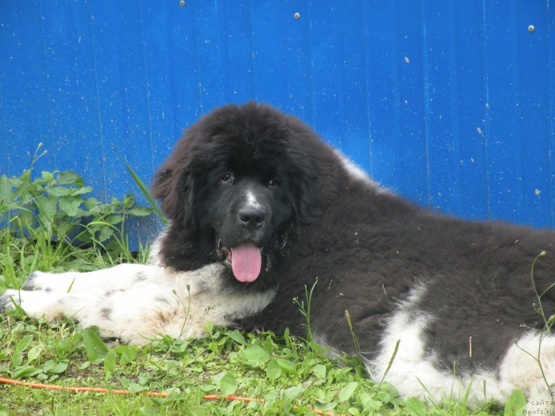 Фото: ньюфаундленд Питерньюф Бриджестоун (Piternyuf Bridgestone)