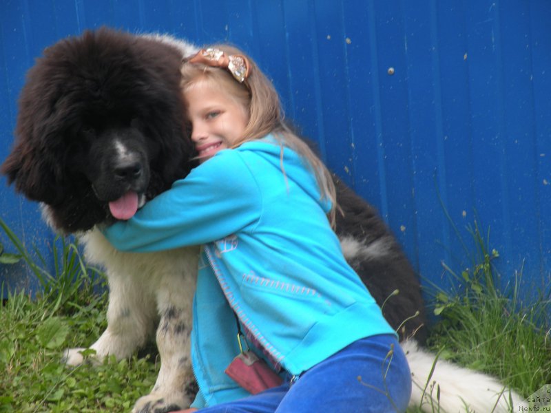 Фото: ньюфаундленд Питерньюф Бриджестоун (Piternyuf Bridgestone)