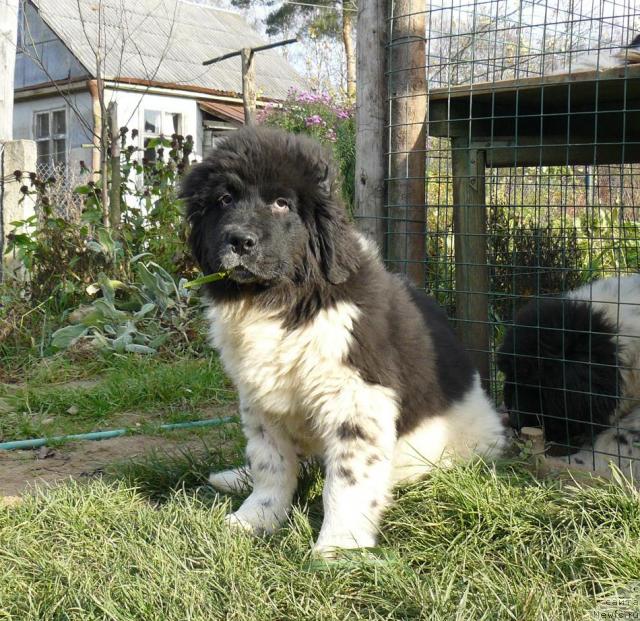 Фото: ньюфаундленд Пчёлкин Дом Белый Орёл (Pchiolkin Dom Bely Oriol)