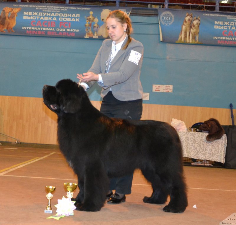 Фото: ньюфаундленд Soul of Voodoo Midnight Bear