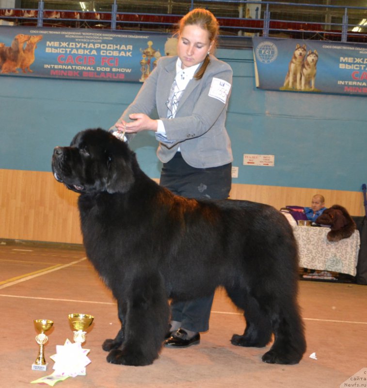 Фото: ньюфаундленд Soul of Voodoo Midnight Bear