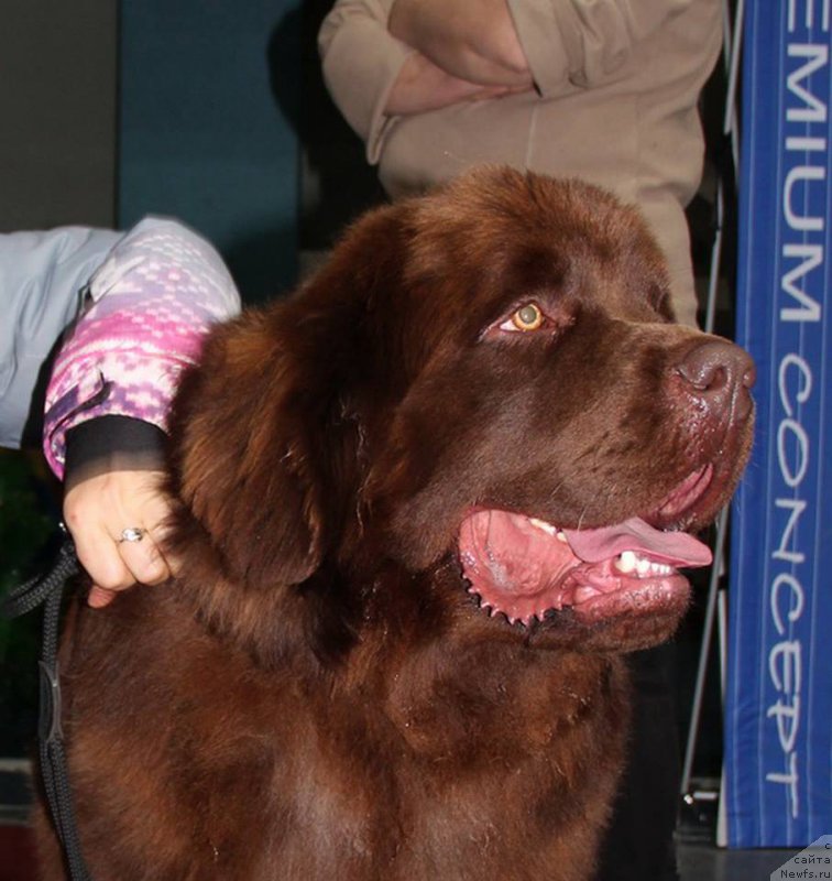 Фото: ньюфаундленд Браунблад МСК Хаким Голд Хайдар (Brownblood MSK Hakim Gold Haydar)
