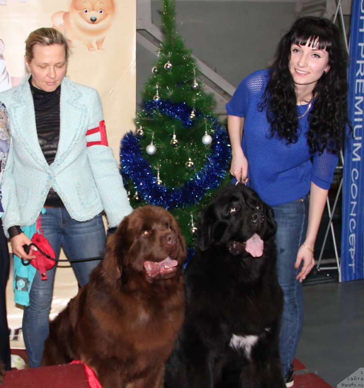 Фото: Лена Зырина, ньюфаундленд Браунблад МСК Хаким Голд Хайдар (Brownblood MSK Hakim Gold Haydar)