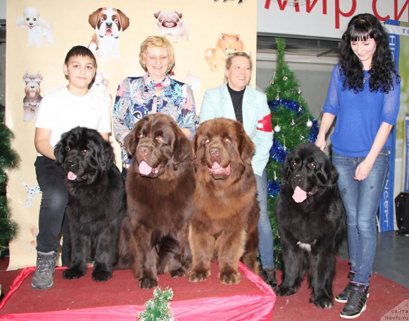 Фото: Лена Зырина, ньюфаундленд Браунблад МСК Хаким Голд Хайдар (Brownblood MSK Hakim Gold Haydar), Светлана Панченко, ньюфаундленд Ньюфорт Ваше Величество Брабус