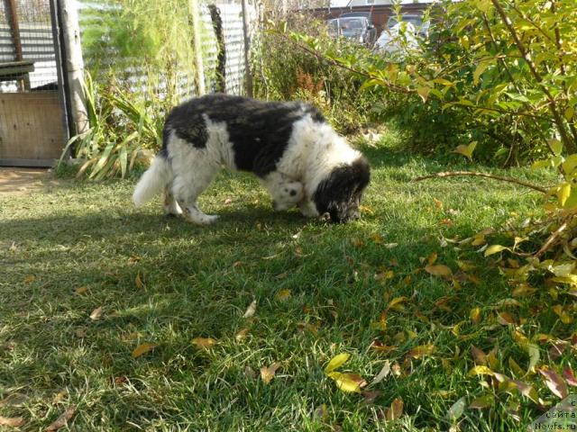 Фото: ньюфаундленд Пчёлкин Дом Белый Орёл (Pchiolkin Dom Bely Oriol)