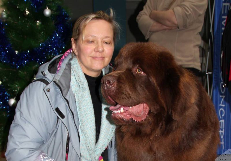 Фото: Лена Зырина, ньюфаундленд Браунблад МСК Хаким Голд Хайдар (Brownblood MSK Hakim Gold Haydar)
