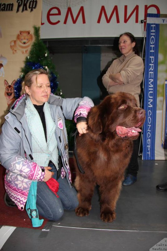 Фото: Лена Зырина, ньюфаундленд Браунблад МСК Хаким Голд Хайдар (Brownblood MSK Hakim Gold Haydar)